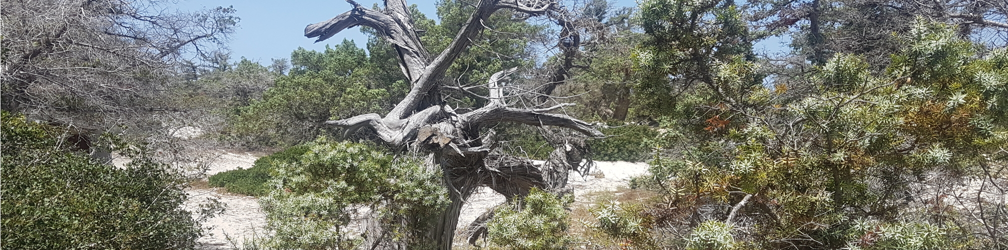 Νήσος Χρυσή