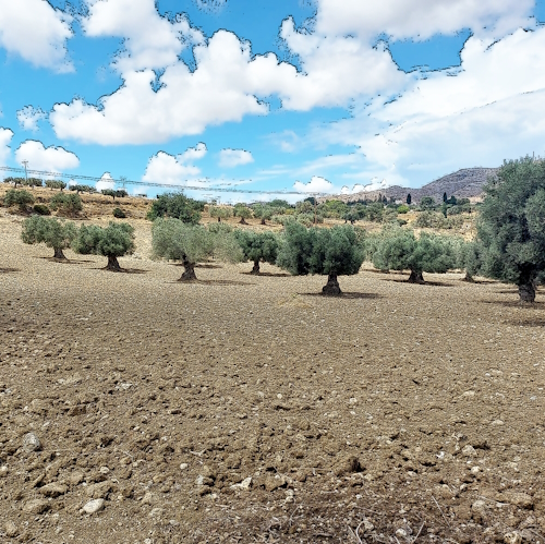 Olive tree image