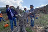 Τhe agronomist Mr. Michalis Papailiakis guided the Management Team for the preparation and transplanting of the olive trees.