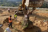 The selected olive trees instated at their temporary position within the construction site.