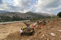 All the transplanted olive trees received the appropriate care and treatment, resulting in no tree loss.