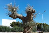 The monumental olive tree transplanted from Kasteli Pediada to the coastal avenue of the city of Heraklion.