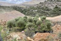 Cluster of transplanted olive trees at their temporary location.