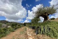 Monumental olive trees adapting to their new, temporary environment of transplantation.