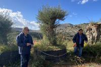 Selection of the olive trees that would be transplanted in the city of Heraklion.