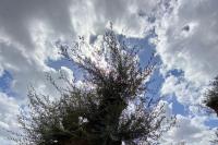 The monumental olive tree chosen to be transplanted at the "Nikos Kazantzakis" airport of Heraklion.