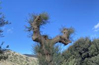 The monumental olive tree chosen to be transplanted on the coastal avenue of Heraklion.