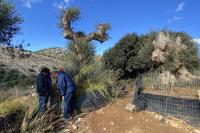 Selection of the olive trees that would be transplanted in the city of Heraklion.