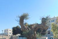The monumental olive tree that was transplanted in June 2023 in an outdoor green area, east of the docks (Neoria) of the Venetian port of Heraklion.