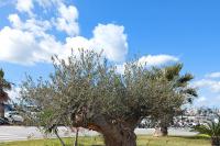 The monumental olive tree that was transplanted in June 2023 in an outdoor green area, in front of the "Nikos Kazantzakis" airport building.