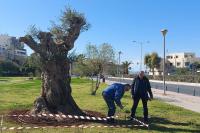 Preparatory works for the construction of the raised stone plantbed.