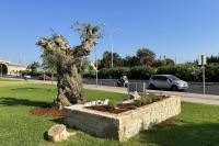 Completion of works of replanting and marking the historic olive tree on the coastal zone of Heraklion.