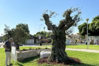 Completion of works of replanting and marking the historic olive tree on the coastal zone of Heraklion.