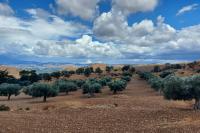 Ιστορικός ελαιώνας με αιωνόβιες ελιές στο μοναστηριακό αγρόκτημα των Απεζανών στα δυτικά Αστερούσια όρη.