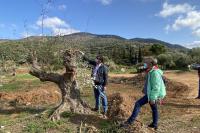 Ο γεωπόνος κ. Μιχ. Παπαηλιάκης καθοδήγησε τις εργασίες της ΟΔΕ για την προετοιμασία και μεταφύτευση των ελαιόδεντρων.