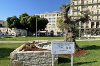 Completion of works of replanting and marking the historic olive tree on the coastal zone of Heraklion.