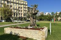 Completion of works of replanting and marking the historic olive tree on the coastal zone of Heraklion.