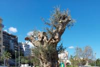 The historic olive tree that was transplanted in the wider area near the port. In the background can be seen the eastern docks (Neoria) of the Venetian port of Heraklion.