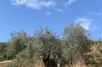 Monumental olive tree in the monastery of Aghia Kyriaki of Chrysopigi in Chania.