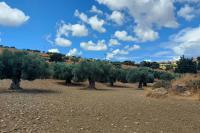 Historic olive grove with centuries-old olive trees at the monastery farm of Apezanes in the western Asterousia mountain range.