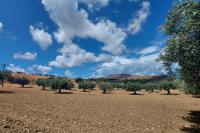 Historic olive grove with centuries-old olive trees at the monastery farm of Apezanes in the western Asterousia mountain range.