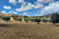 Historic olive grove with centuries-old olive trees at the monastery farm of Apezanes in the western Asterousia mountain range.