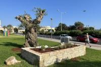 The configuration of the transplanting site of the historic olive trees in complete harmony with the cultural elements of the urban setting.