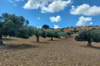 Historic olive grove with centuries-old olive trees at the monastery farm of Apezanes in the western Asterousia mountain range.