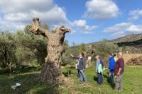 Preparation for relocation of the selected olive trees.