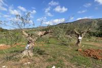 Historic olive trees before the transplanting.