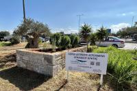 46. The historic olive tree at the airport of Heraklion, 4 months after it was transplanted.