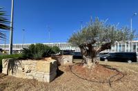 48. After cleaning works, the vegetation of the flower bed was enhanced with rosemary and arborifolia.