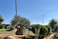 49. Cleaning the olive tree’s trunk and removing the weeds were among the green maintenance works  on the site.