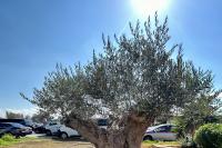 50. The monumental olive tree at Heraklion airport, 4 months after it was transplanted.
