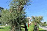 51. Green works crew performs maintenance work on the outdoor area of the olive tree on the coastal avenue.