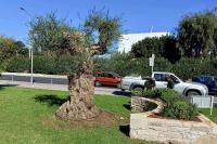 53. The century old olive tree on the coastal avenue, after the autumn cleaning works.