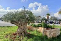 55. The century old olive tree at the airport of Heraklion, after the autumn cleaning works.